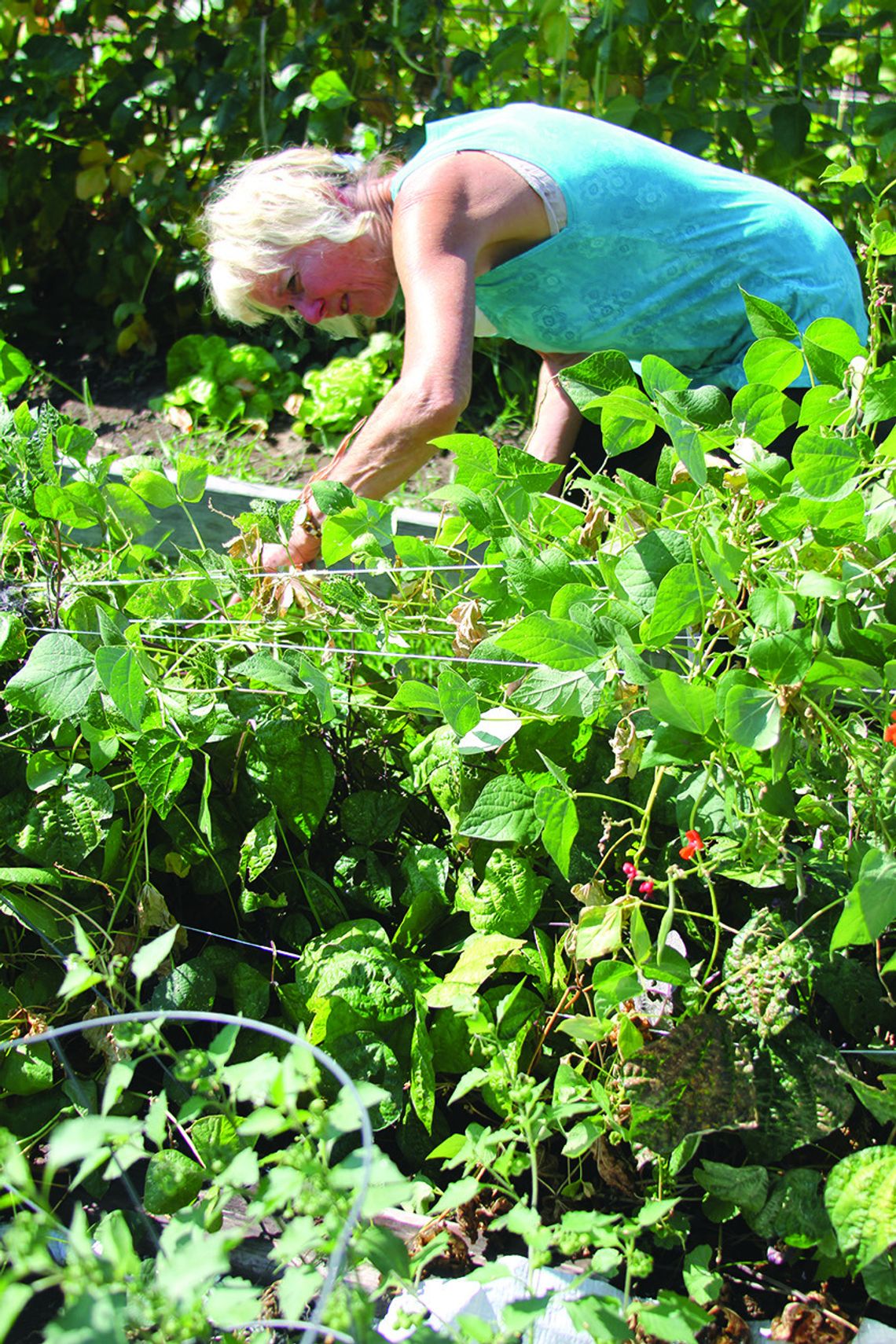 Weeding at the community garden