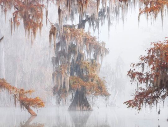 International Garden Photographer of the Year